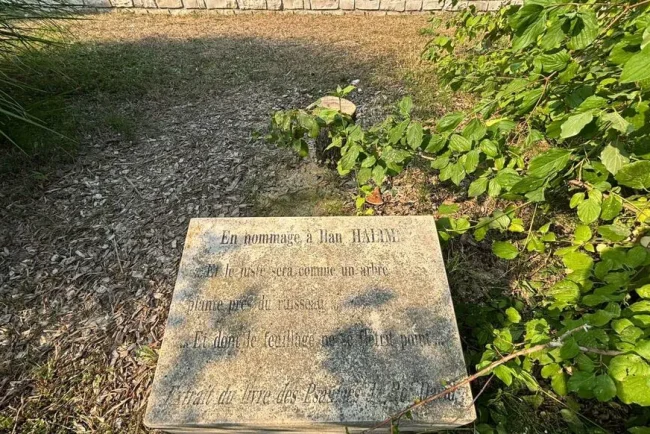 Un olivier symbolisant la paix et l'espoir est coupé dans un jardin parisien