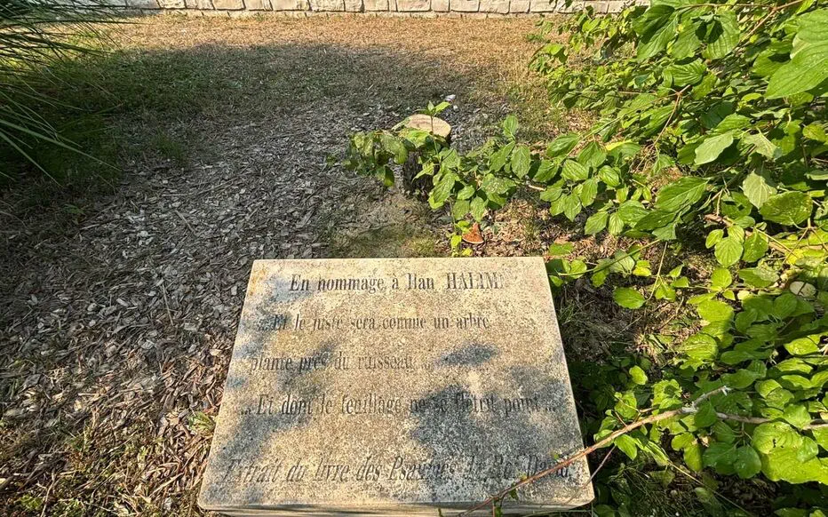 Un olivier symbolisant la paix et l'espoir est coupé dans un jardin parisien