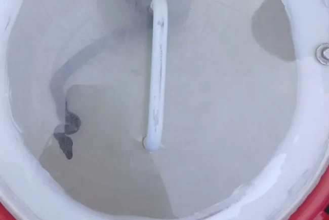 Un serpent errant surprend les habitants de Cormeilles-en-Parisis