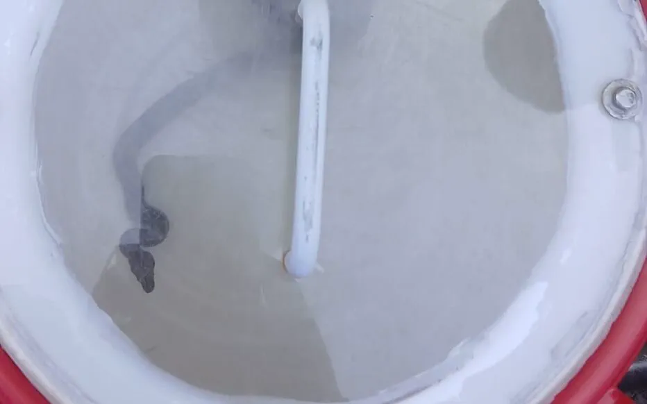 Un serpent errant surprend les habitants de Cormeilles-en-Parisis