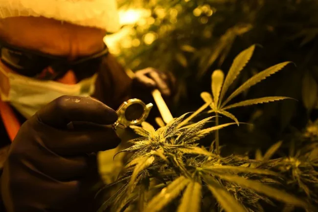 Une cavale de quelques heures pour un habitant du Plessis-Robinson