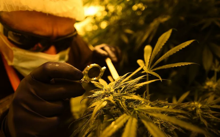 Une cavale de quelques heures pour un habitant du Plessis-Robinson