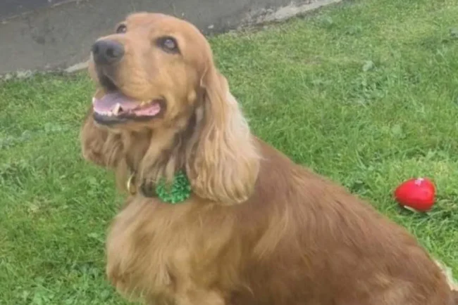 Bailey, le chien d'assistance, goûte enfin à la liberté