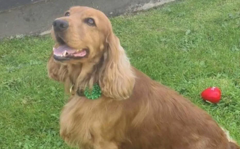 Bailey, le chien d'assistance, goûte enfin à la liberté