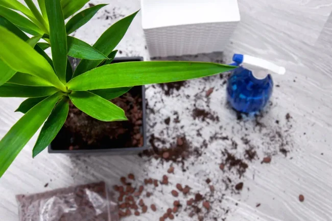 Cultiver des plantes d'intérieur : l'importance de l'engrais