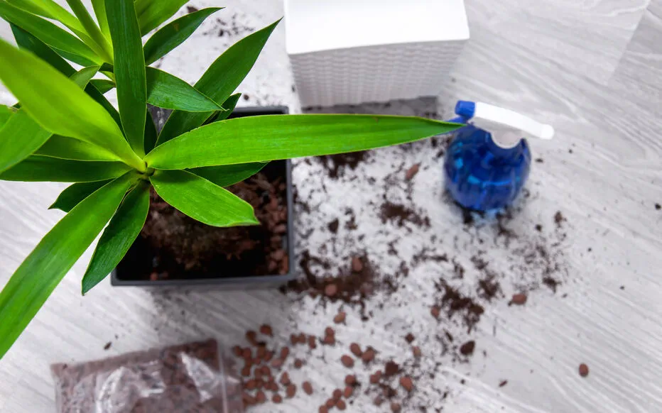 Cultiver des plantes d'intérieur : l'importance de l'engrais