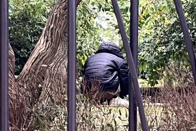 Des corps et des plumes dans un buisson à Saint-Denis