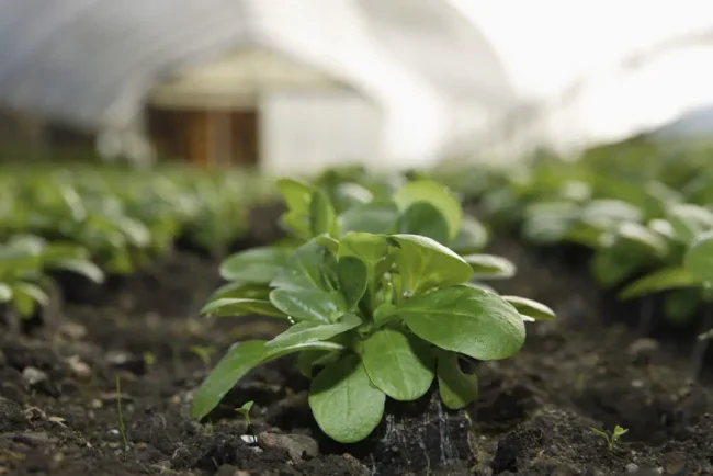 Faites du jardinage un jeu d'enfant avec ce duo gagnant : poireaux et mâche !