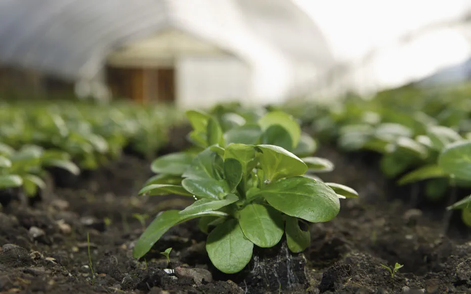 Faites du jardinage un jeu d'enfant avec ce duo gagnant : poireaux et mâche !