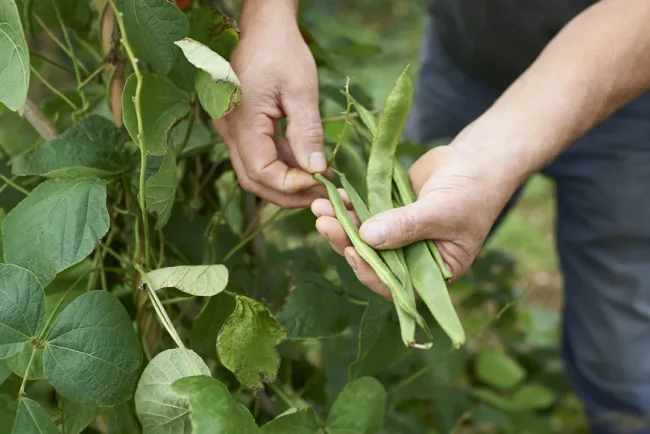 Guide complet pour récolter, sécher et stocker des haricots à grains