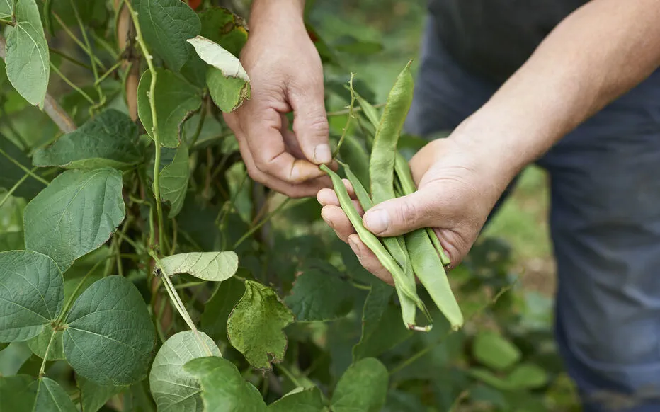 Guide complet pour récolter, sécher et stocker des haricots à grains