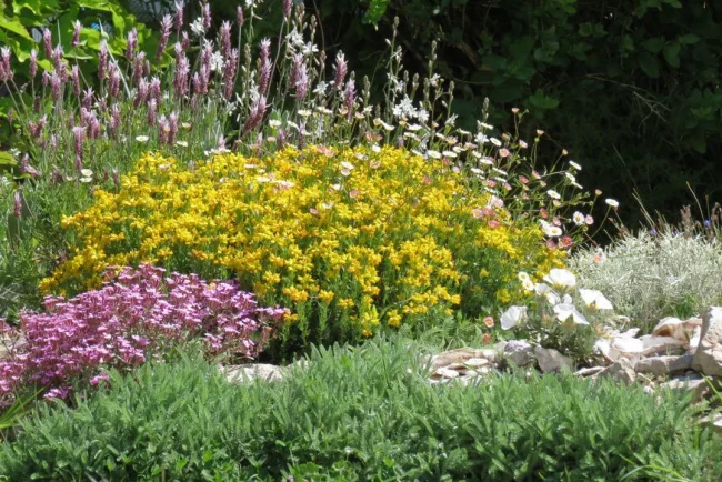 La bouture : l'été idéal pour propager vos plantes préférées