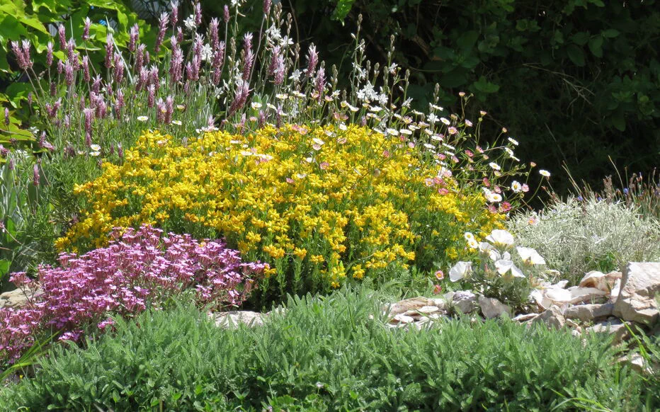 La bouture : l'été idéal pour propager vos plantes préférées