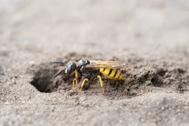 La guêpe solitaire : l'alliée de votre jardin