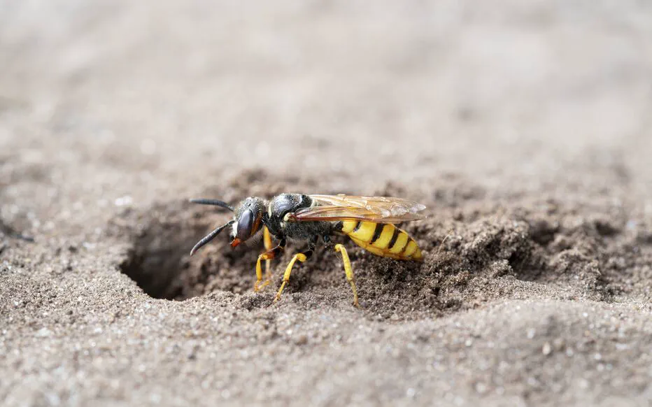 La guêpe solitaire : l'alliée de votre jardin