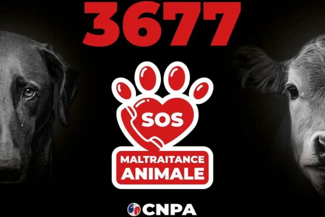 La ligne d'assistance pour les maltraitances animales reçoit un afflux de signalements