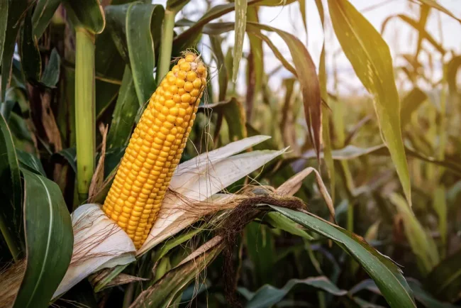La Lune de Maïs : Un Phénomène Céléste Offrant des Opportunités Uniques pour les Jardiniers