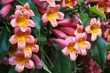 La magie de la bignonne : une liane vigoureuse aux trompettes colorées