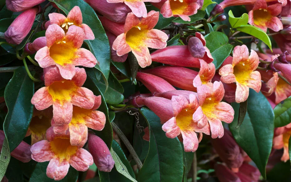 La magie de la bignonne : une liane vigoureuse aux trompettes colorées
