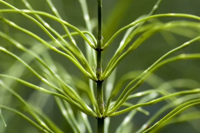 La prêle des champs : un baromètre naturel de la santé des sols et des cultures