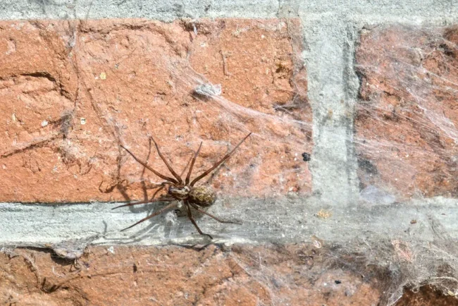 L'araignée tégénaire : un visiteur inattendu à la fin de l'été