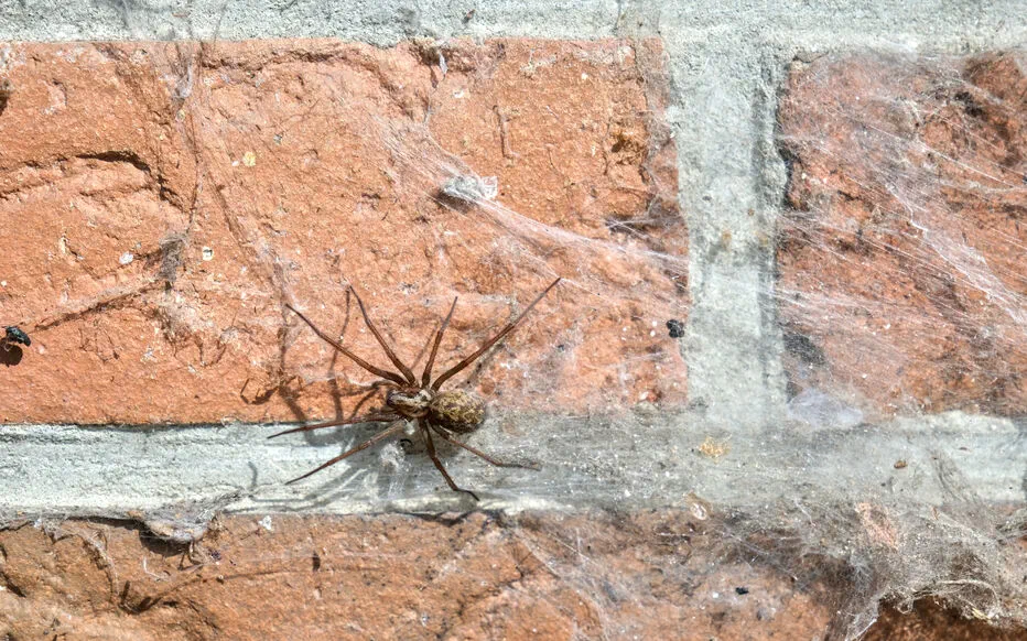 L'araignée tégénaire : un visiteur inattendu à la fin de l'été