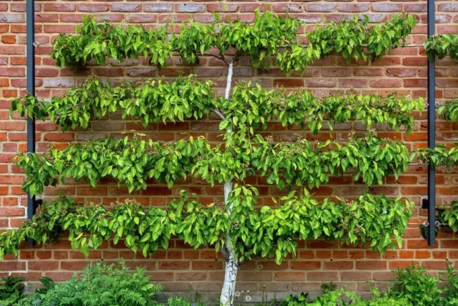 Le secret d'une verger fruitier : le palissage des arbres