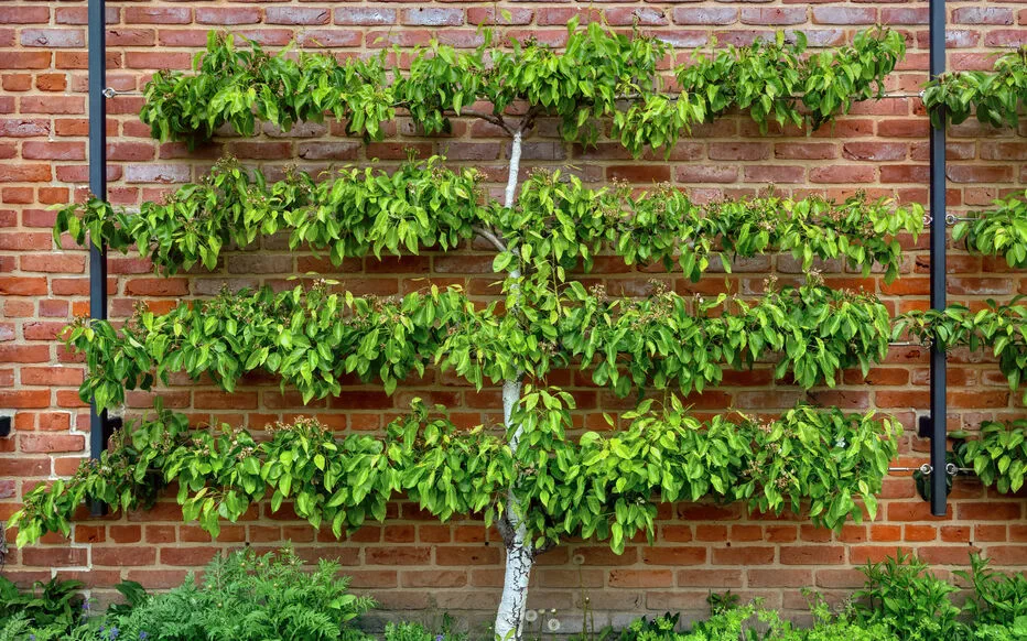 Le secret d'une verger fruitier : le palissage des arbres