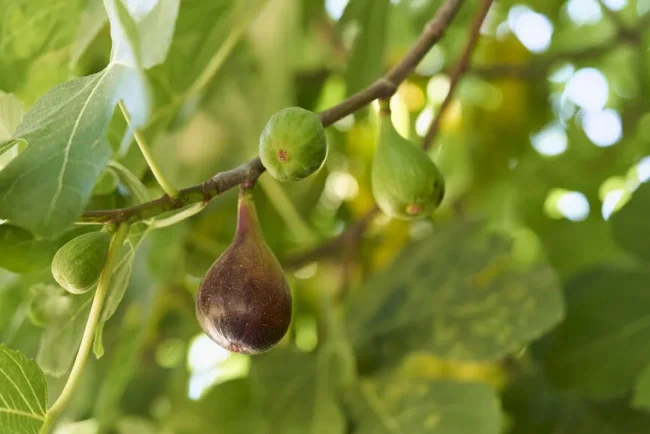 Les figuiers souffrent d'une chute prématurée des fruits : les raisons et les solutions