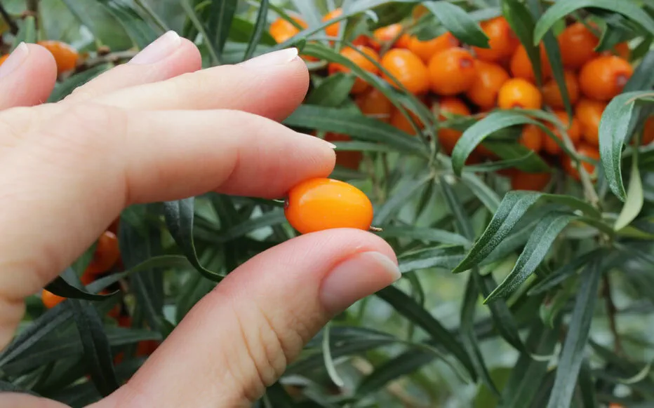 Les haies nourricières : un écosystème vert pour votre jardin