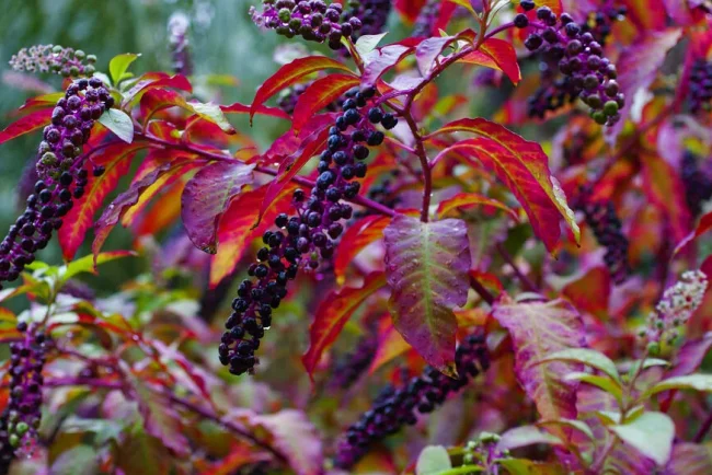 Les secrets cachés de la « phytolacca americana »