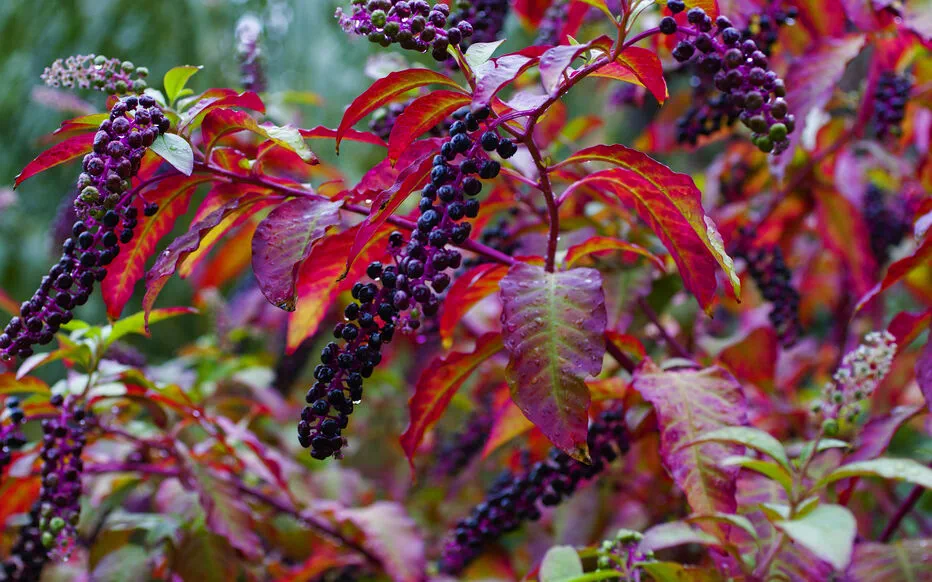 Les secrets cachés de la « phytolacca americana »