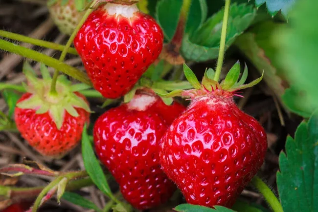 Les secrets d'une bonne récolte de fraises