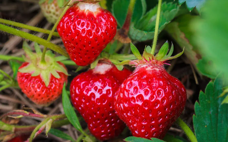 Les secrets d'une bonne récolte de fraises