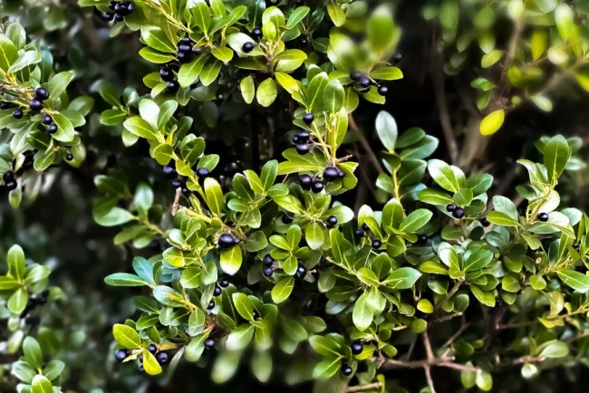 Plantes occultantes : préservez votre intimité tout en cultivant des produits délicieux