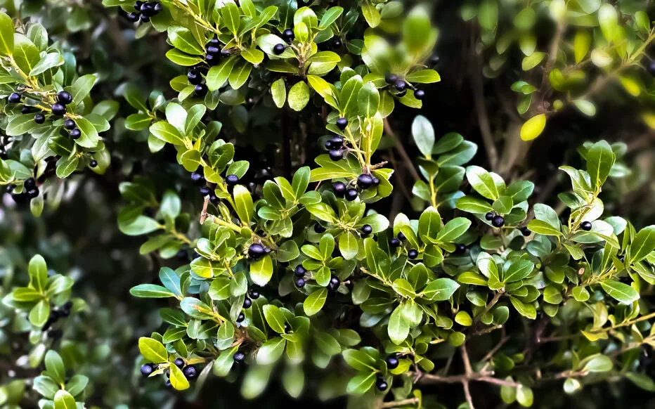 Plantes occultantes : préservez votre intimité tout en cultivant des produits délicieux