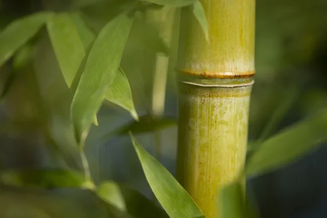 Pourquoi les feuilles de bambou deviennent-elles jaunes : les causes et les solutions