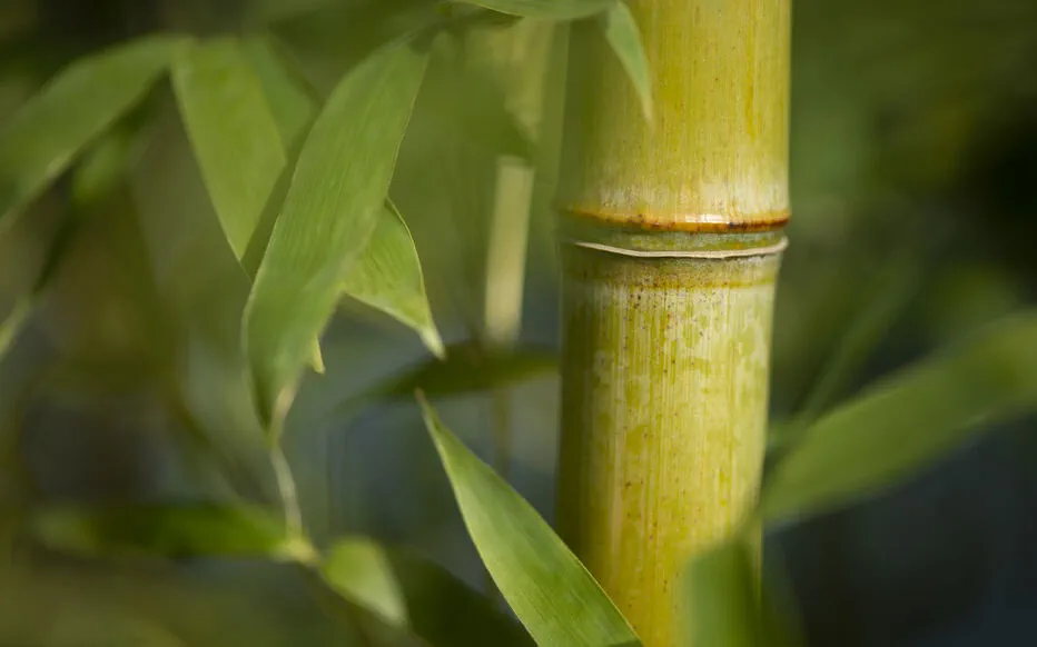 Pourquoi les feuilles de bambou deviennent-elles jaunes : les causes et les solutions