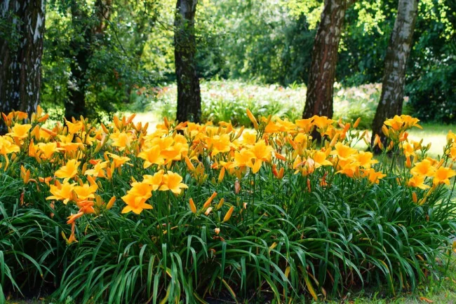 Pourquoi les hémérocalles ne fleurissent-elles pas ? Découvrez les raisons et les solutions.