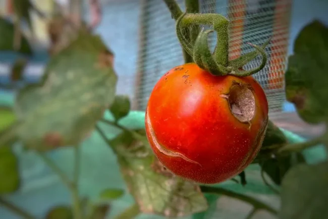 Pourquoi vos tomates se fissurent-elles et comment y remédier