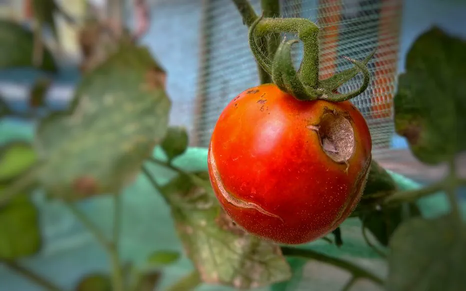 Pourquoi vos tomates se fissurent-elles et comment y remédier