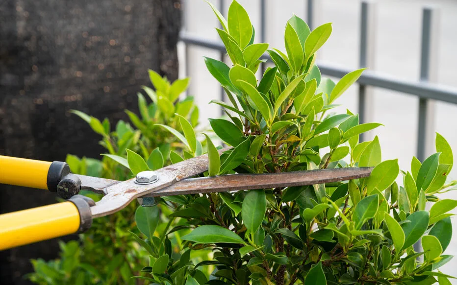 Préparez vos jardinières : il est temps de tailler !