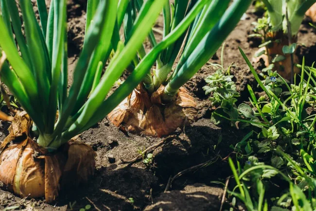 Réutilisez vos oignons géminés pour un jardin (et un palais) plus savoureux