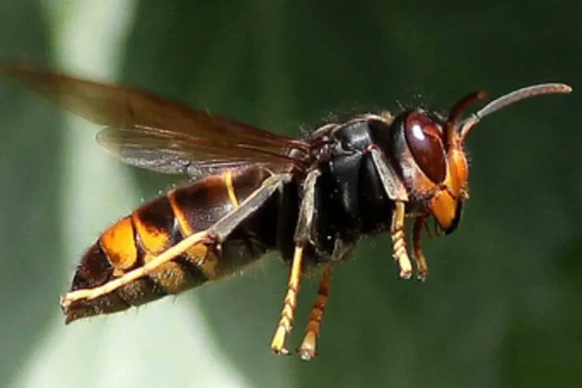 Un homme meurt après une piqûre de frelon lors d'une aventure maritime