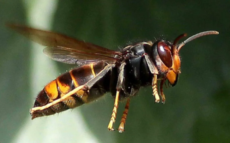 Un homme meurt après une piqûre de frelon lors d'une aventure maritime