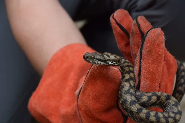 Un serpent à tête cuivrée : une tragédie évitable en Caroline du Sud