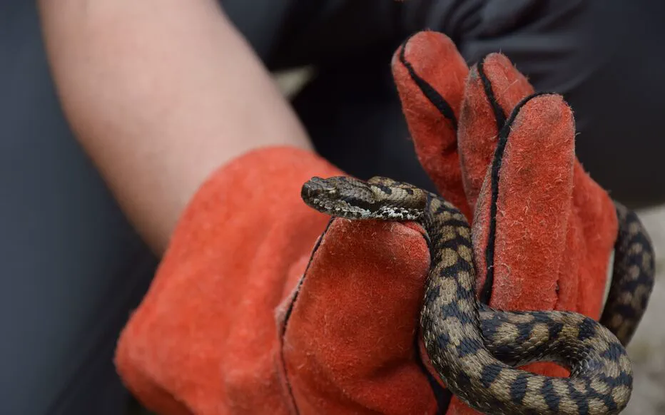 Un serpent à tête cuivrée : une tragédie évitable en Caroline du Sud