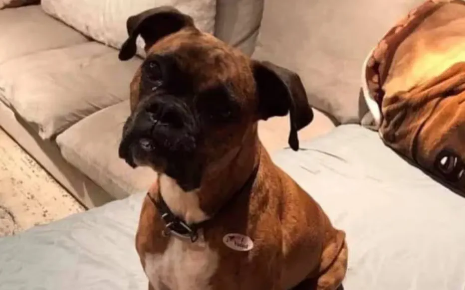 Une femme risque la prison pour avoir inscrit sa chienne sur les listes électorales américaines