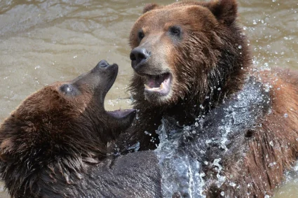 Un randonneur agressé par un grizzly dans le parc national de Yellowstone