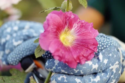 Prolonger la magie des roses trémières : conseils pour une floraison abondante